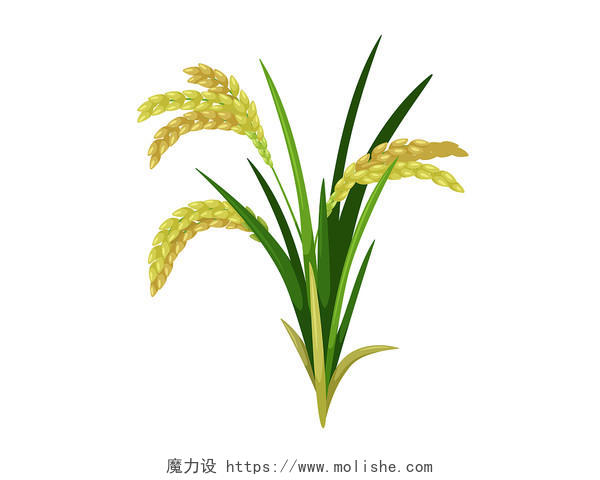 水稻矢量图水稻元素丰收美食PNG素材